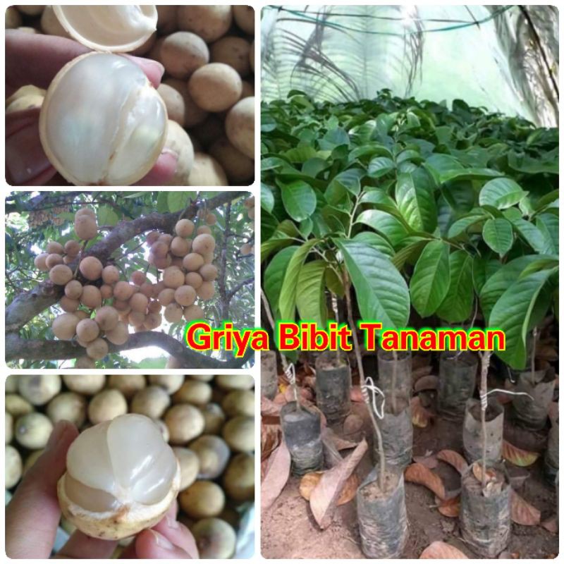 BIBIT DUKU KOMERING Griya Bibit Tanaman