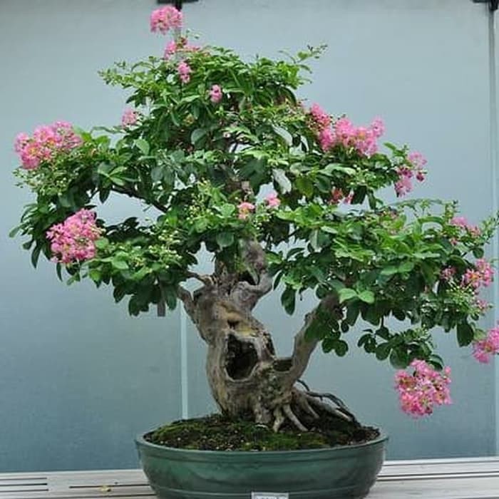 Bibit Tanaman Hias Pohon Bunga Sakura Crape Myrtle Bakalan Bonsai Shopee Indonesia