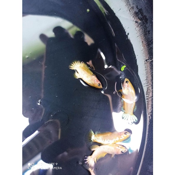 paket 10 ekor bahan yellow copper dan yellow fccp ikan cupang