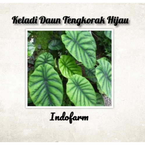 Tanaman Bibit Bunga Keladi Daun Tengkorak Hijau