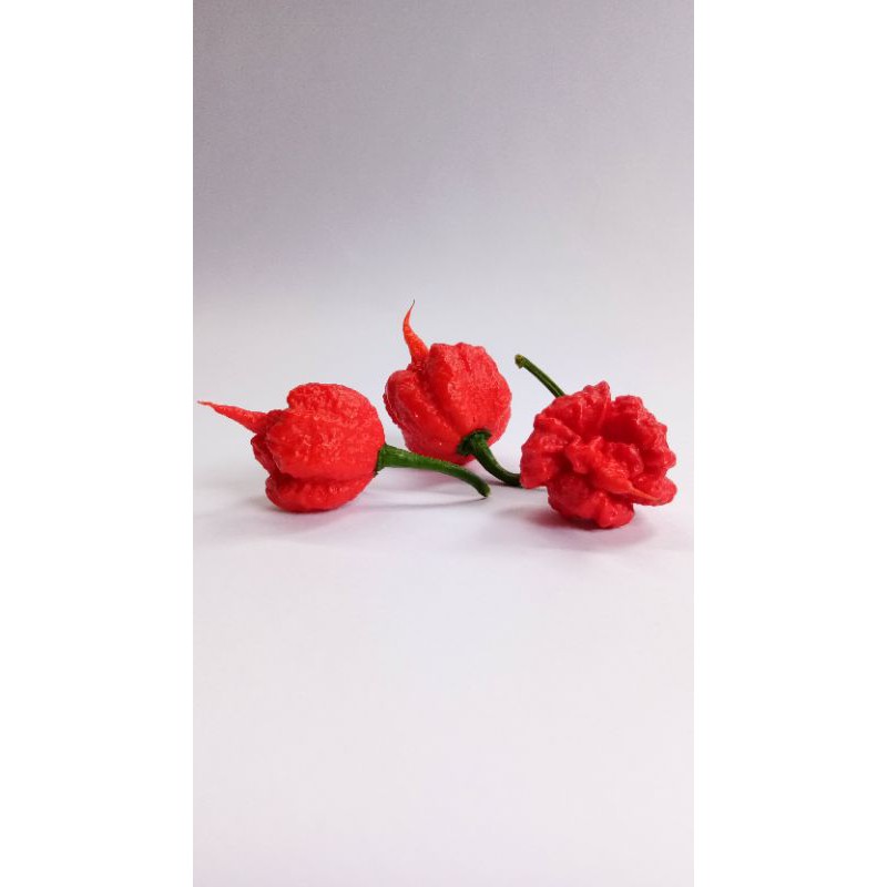 RED CAROLINA REAPER. CABE TERPEDAS DI DUNIA. CABE IMPORT DARI CAROLINA SELATAN