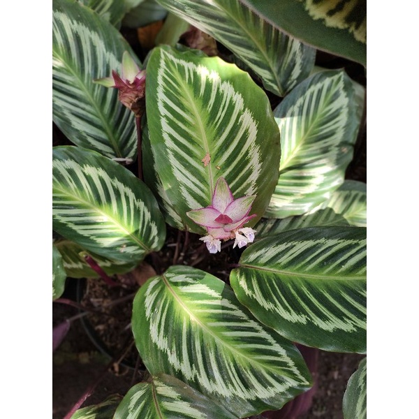 Calathea Flamestar Hybrid Greg / Calathea Flame Star