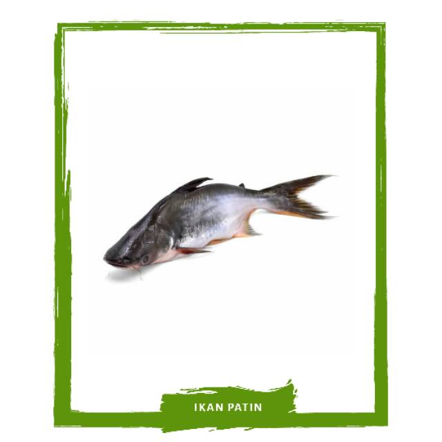 

Ikan Patin / Ikan Segar PO Mallahrizwa