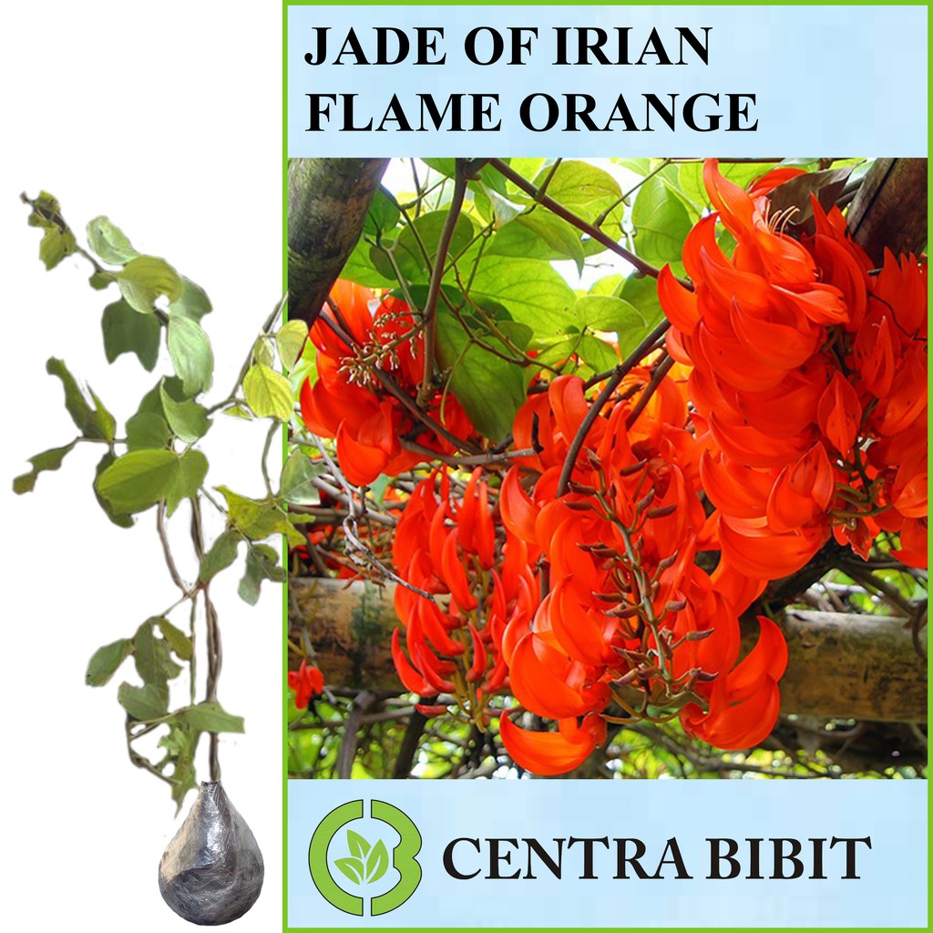 Tanaman Bunga Merambat Jade Of Irian Flame Orange