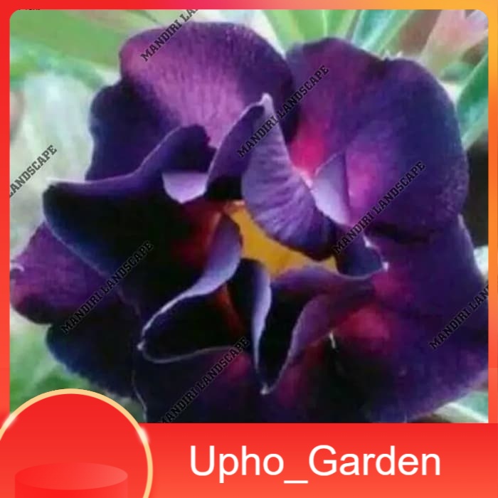 

Bibit Bunga Kamboja Adenium Purple Honsu - Upho_Garden