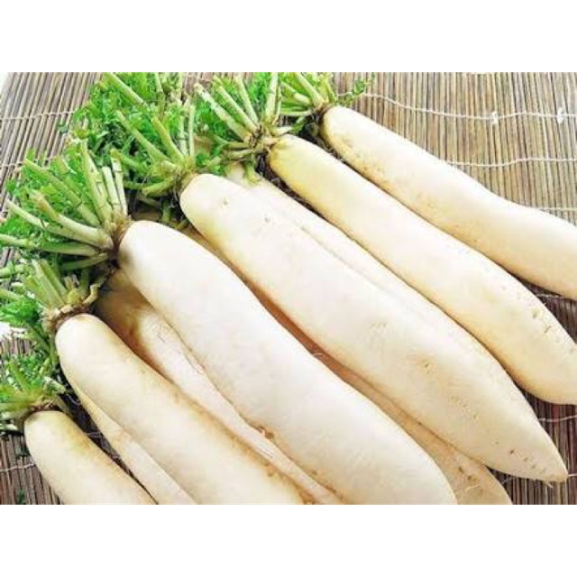 Benih Lobak putih - Lobak china