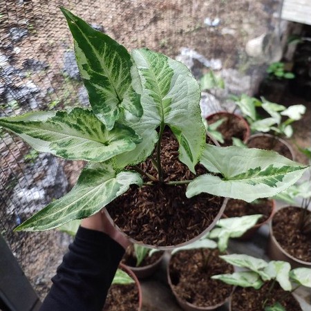 Singonium Magic Marble Threeking Tanaman Hias Singonium Tanaman Segar Terawat