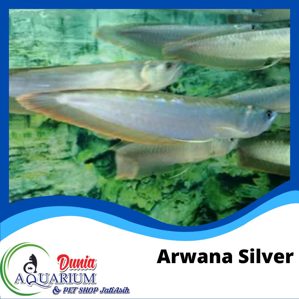 Ikan Hias Arwana Arowana Silver Brazil Aquarium Predator