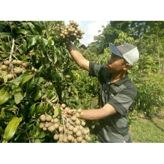 Xina Bibit Kelengkeng New Kristal 2 ( 1 Tahun Buah) New