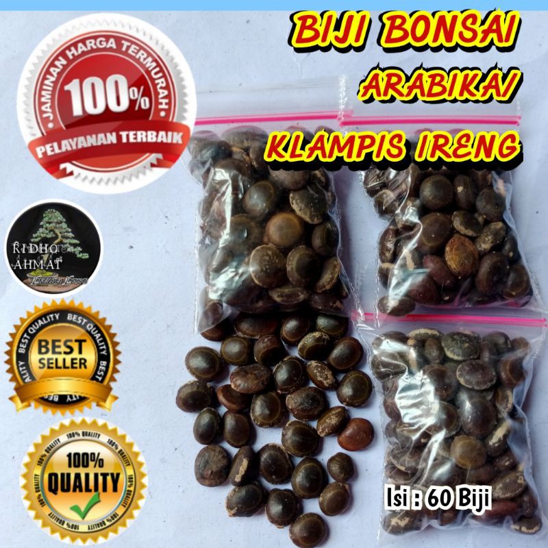 

BIJI BONSAI ARABIKA / KLAMPIS IRENG