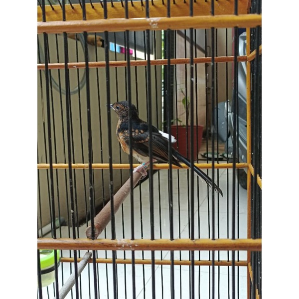 Trotolan murai batu medan, anakan ekor 24 cm (jantan).