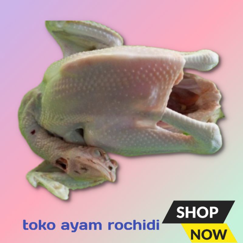 

ayamkampung 1.6kg(hidup)