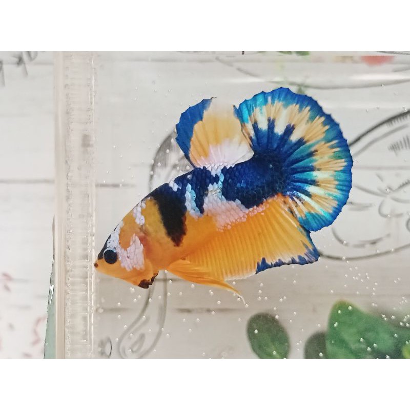 YELLOW HELLBOY  TOP GRADE