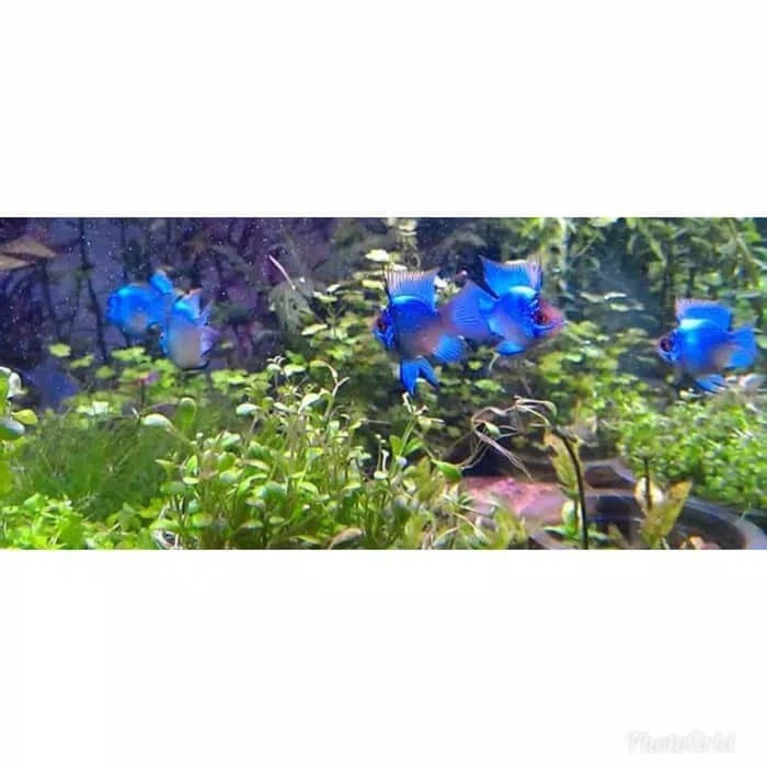 Promo ikan hias ramarezy blue electric Murah