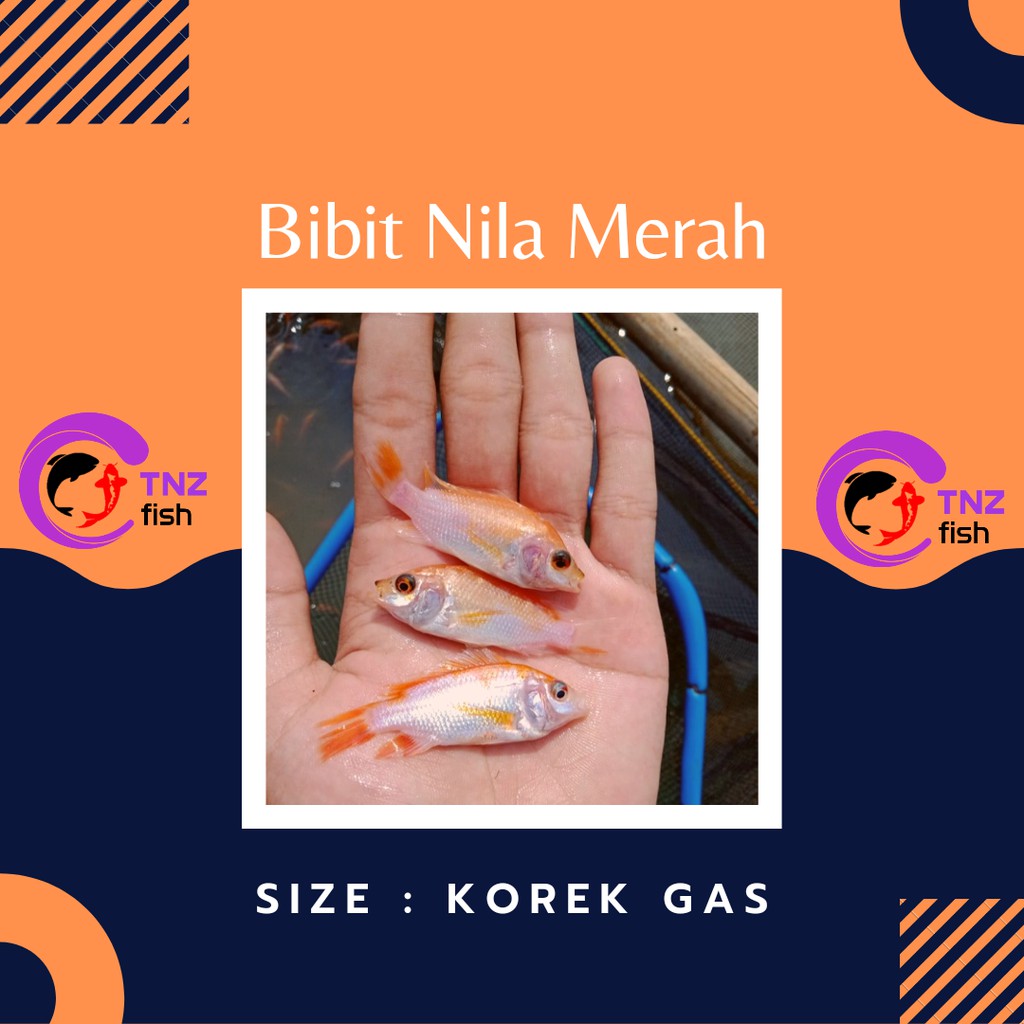 Ikan Nila Merah - Bibit Ikan Nila - Ikan Konsumsi(Bibit)