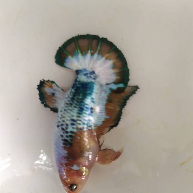 Cupang female ws bending ijo