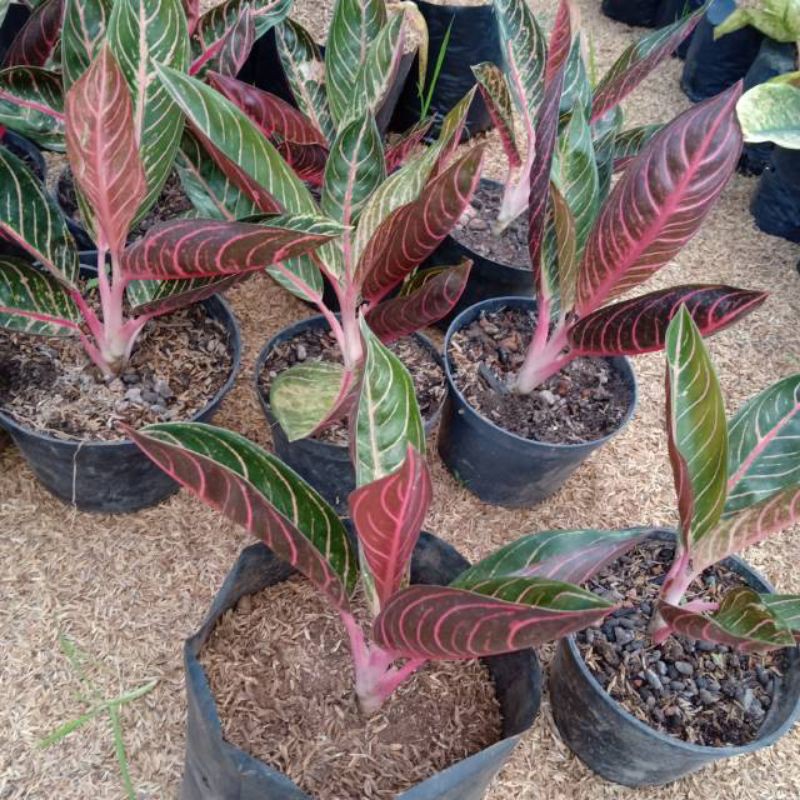 BUNGA AGLAONEMA RED SUMATRA || AGLO RED SUMATRA