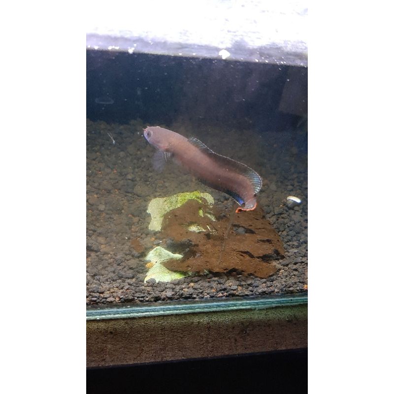 Ikan Channa Andrao 12 ‐ 13 cm Rawatan Lama koleksi pribadi free packing sterofoam