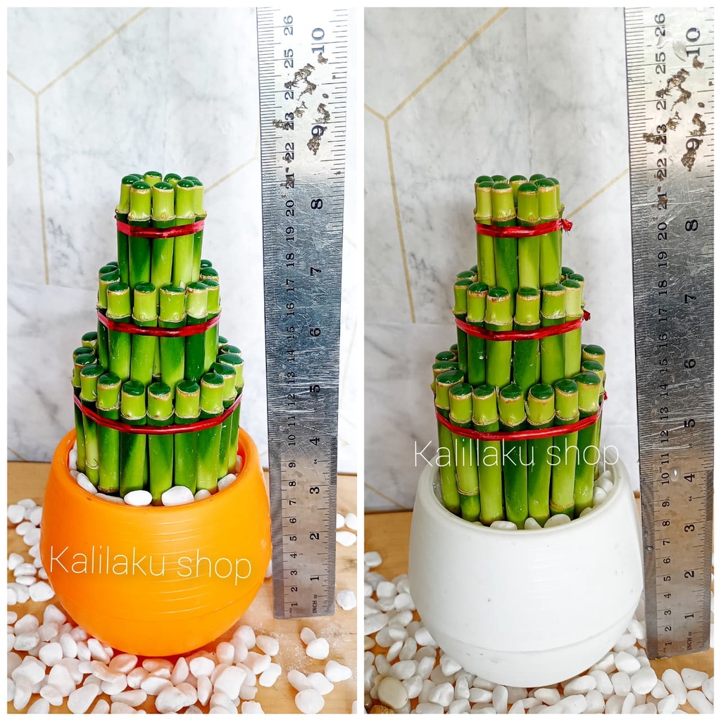 tanaman indoor bambu hoki paket lengkap/bambu hoki/hampers tanaman/hiasan meja/pajangan