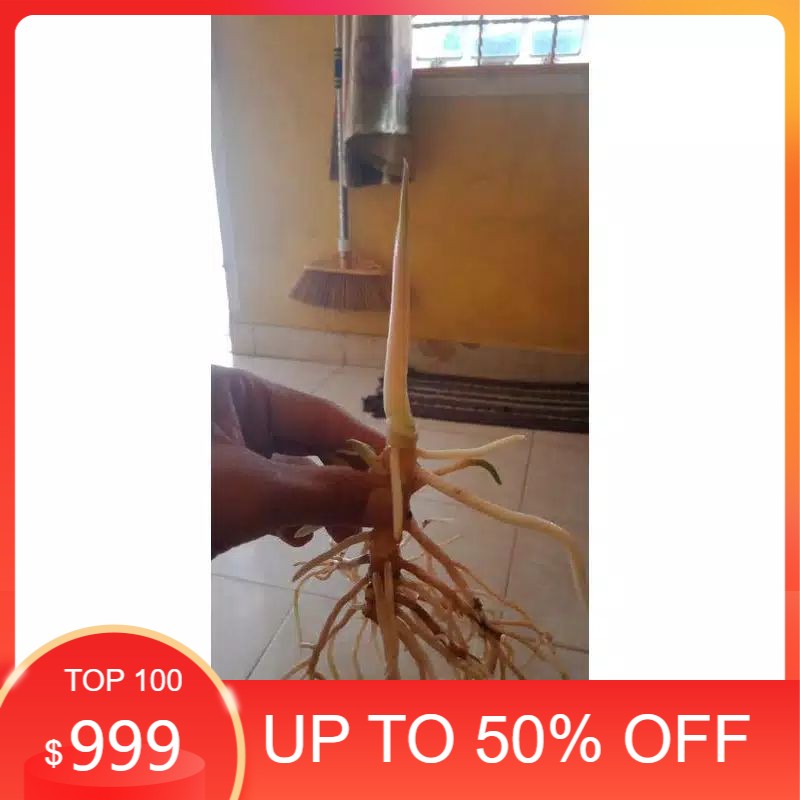 tunas bonggol aglonema kresna golden