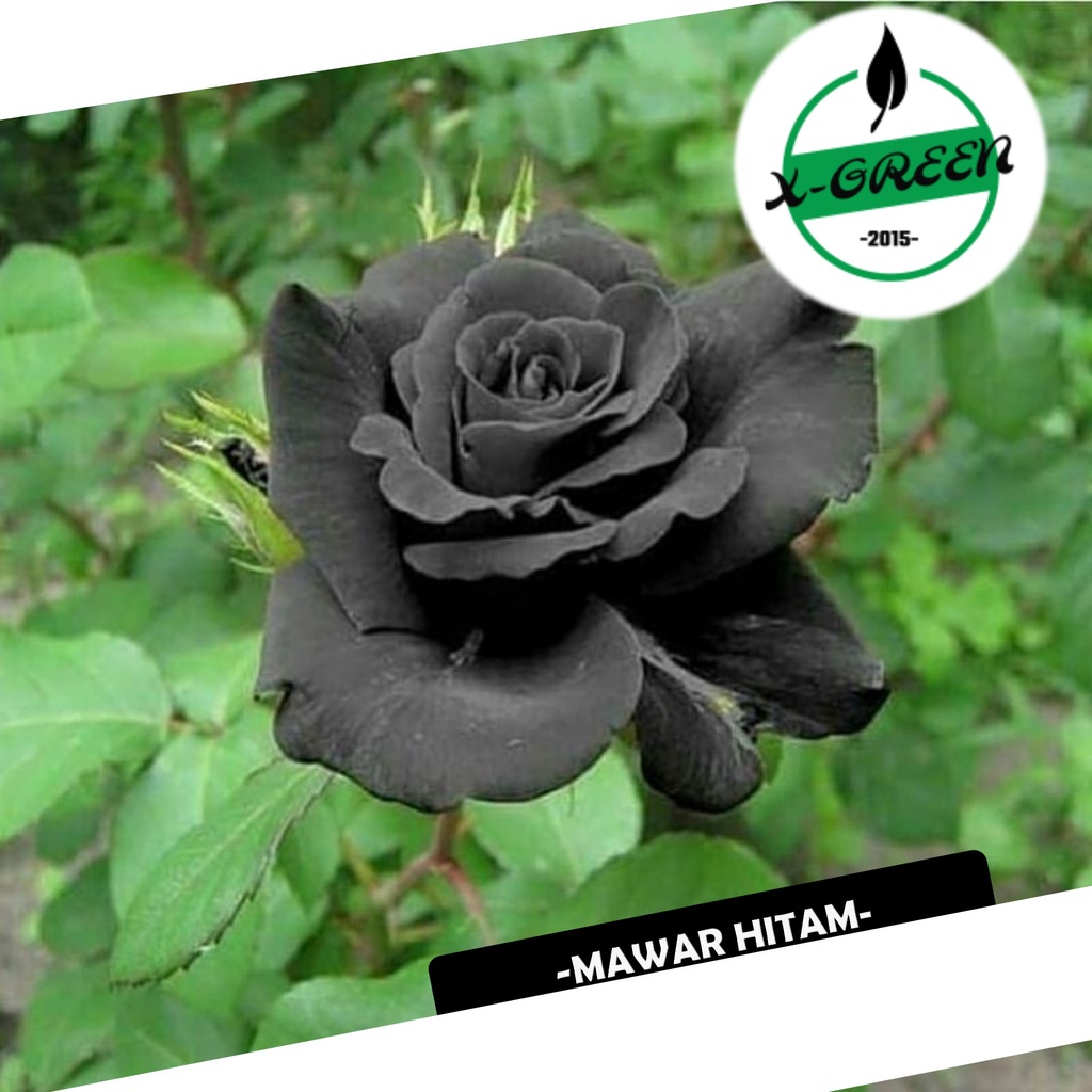 Pohon Pohon Hias Bunga Mawar Hitam / Blackrose - (X-Green)