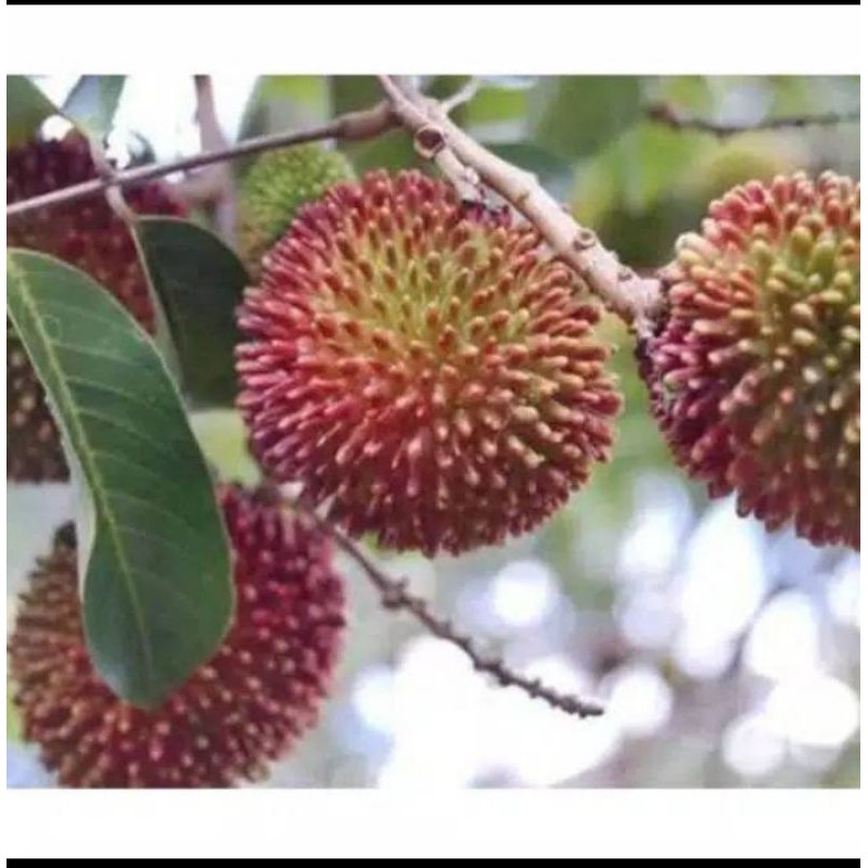 5paket bibit rambutan rapiah