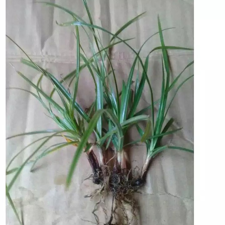 

Rumput teki segar per 300 gram