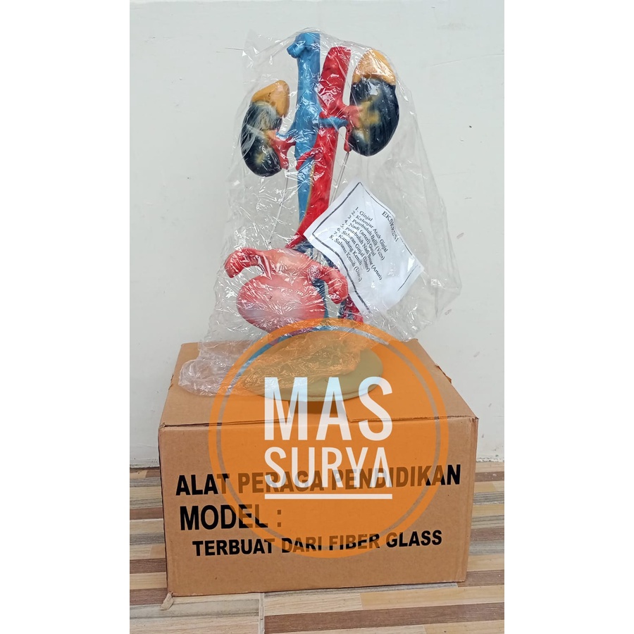 MODEL HATI DAN GINJAL MANUSIA