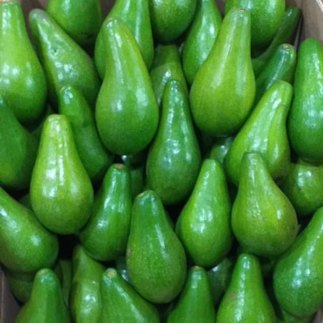 

Alpukat Mentega Medium Size - 1kg 38k - Garansi with T & C