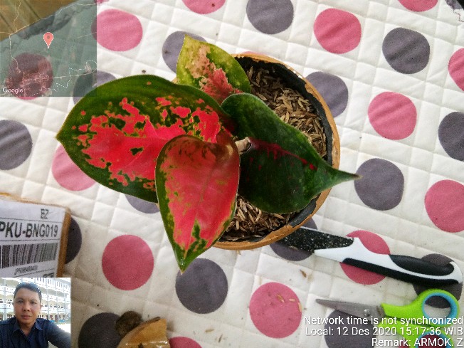 Aglonema Suksom Jaipong Anakan