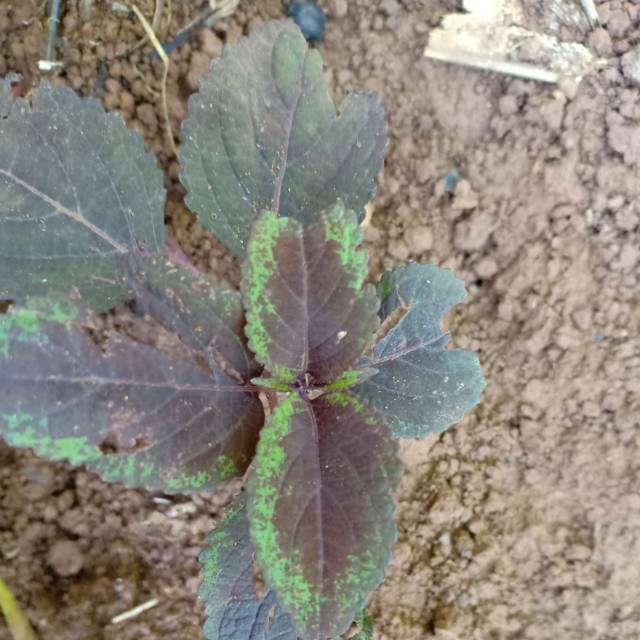 

daun jawer kotok 100 gram