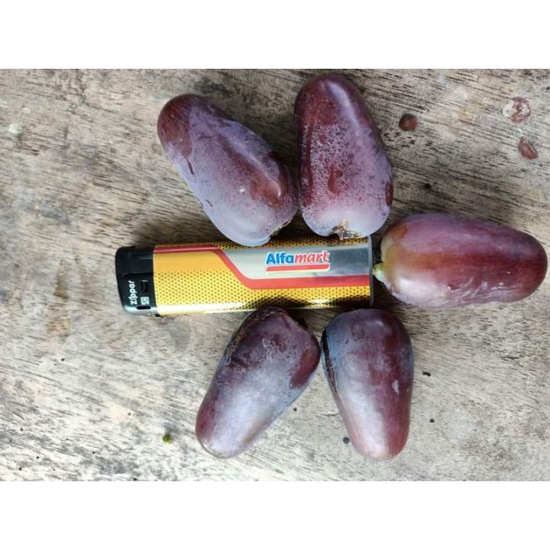 bibit anggur import gosv