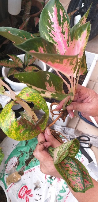 Bunga Aglonema Paket 3 Batang