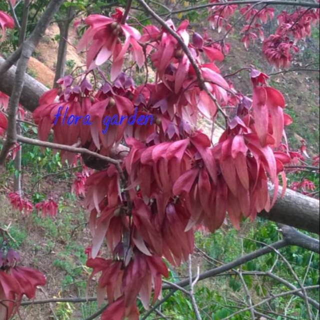 Tanaman hias bibit kenanga merah asli jenis tumpuk