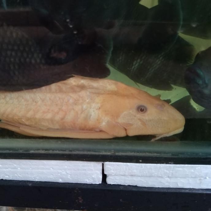 Promo Ikan Hias Sapu-Sapu Albino Big Size
