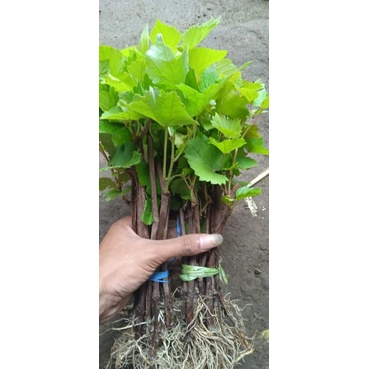 BIBIT ANGGUR LOKAL ISABEL COCOK BUAT RS (ROOTSTOCK) SIAP BUAT SAMCUK