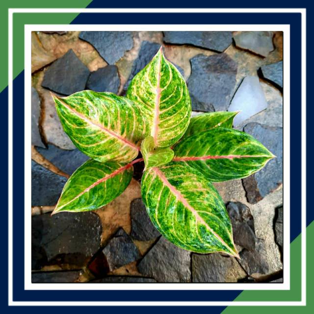 [BISA COD] SUSAN MURAH ( Tanaman Hias / Aglaonema / Aglonema)