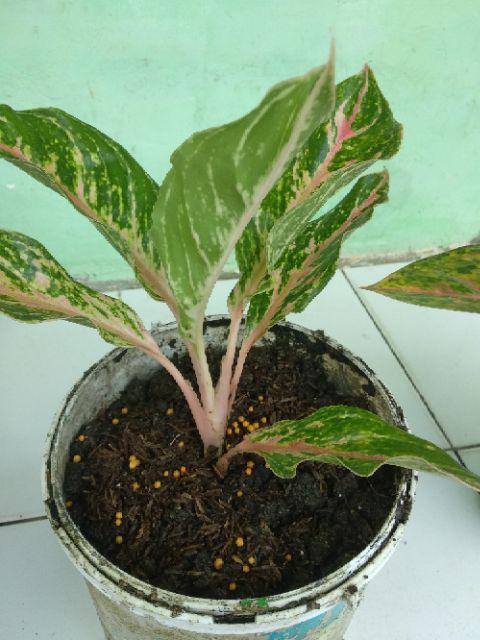 Aglonema Buterfly Induk