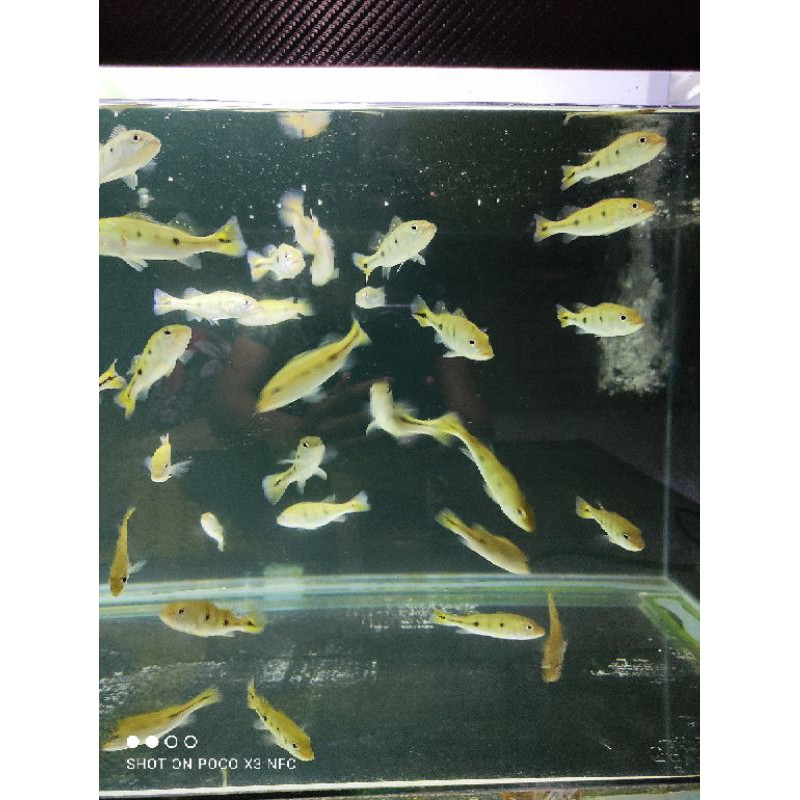 

Peacockbass Kelbery Pure