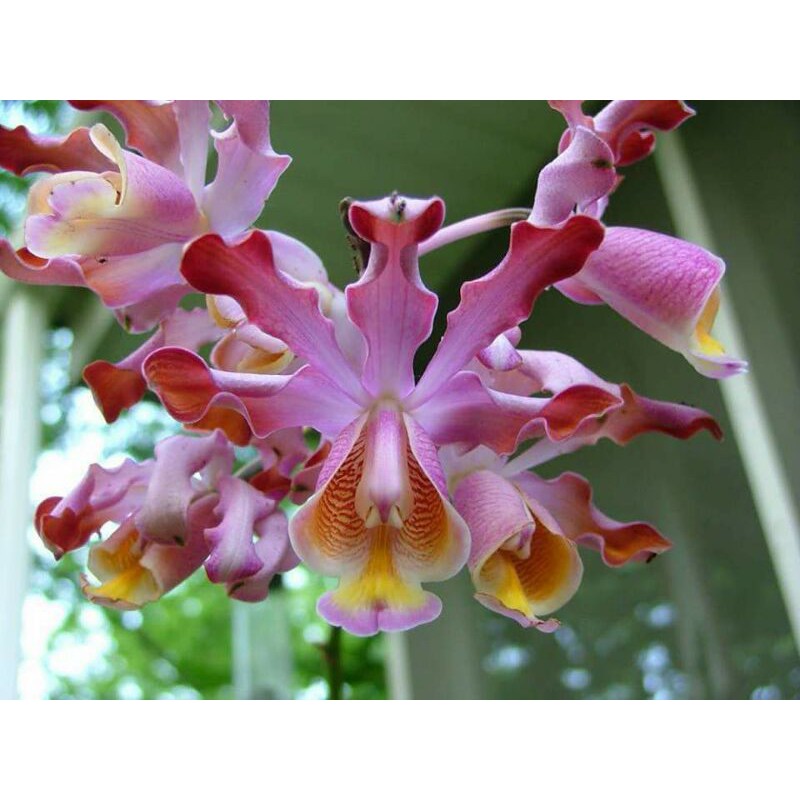 Anggrek Tanduk Kerbau atau Scomborgia Tibicinis