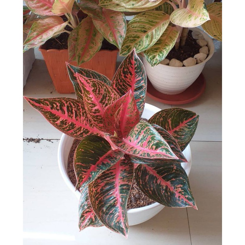 tanaman hias aglonema indukan hot lady