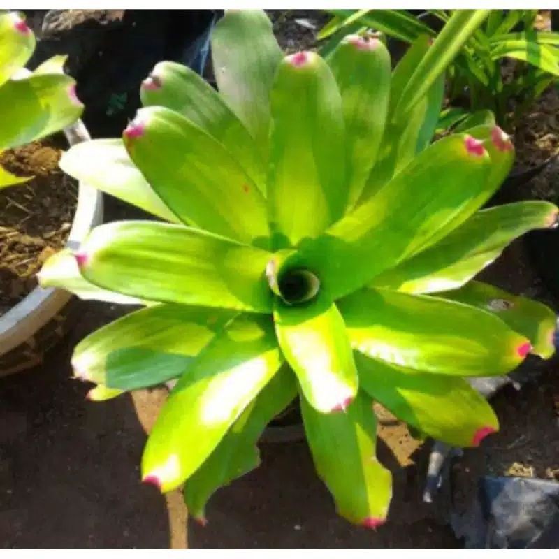 tanaman hias bromelia kitek