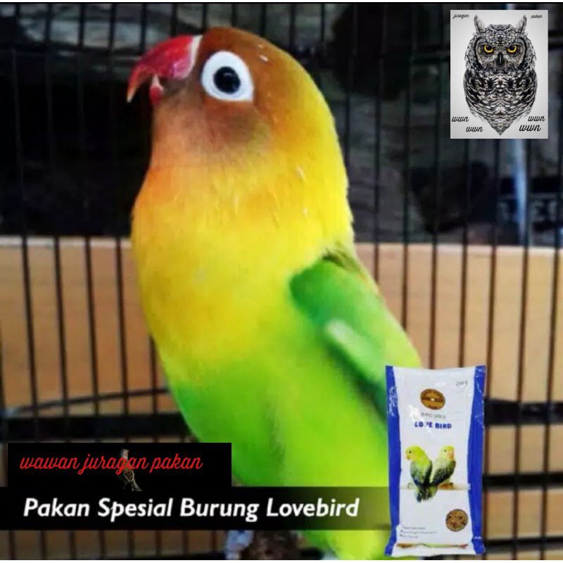 gold coin lovebird, pakan Lovebird gold coin