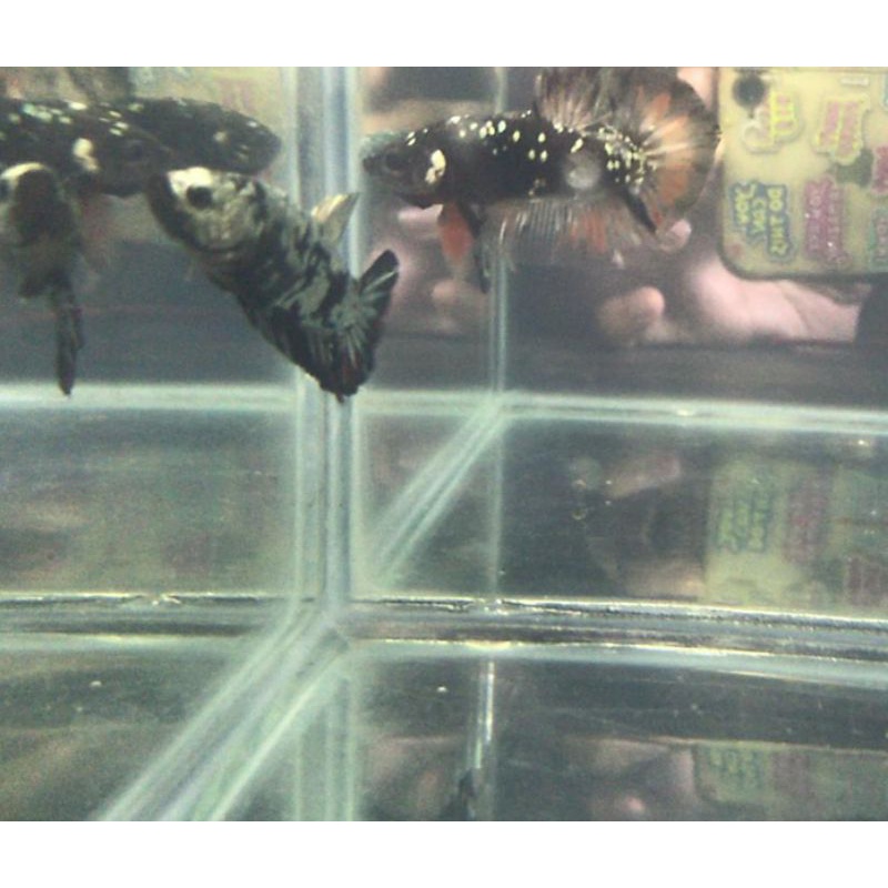 sepasang avatar cooper nemo realpicture sesuai poto dan vidio/bukan sample