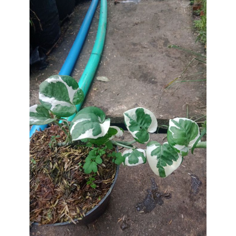 tanaman hias sirih belanda