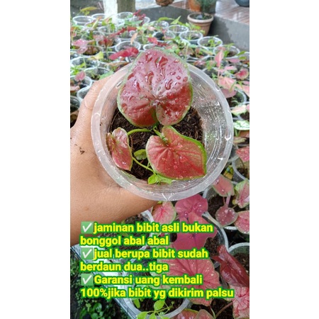 Keladi Thailand Red Stardas anakan