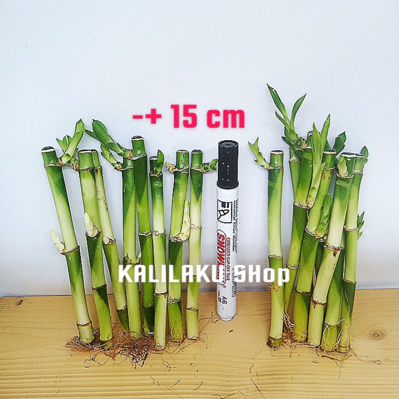 Bambu Hoki Batang untuk aquascape - aquarium hias -bibit tanaman - cupang