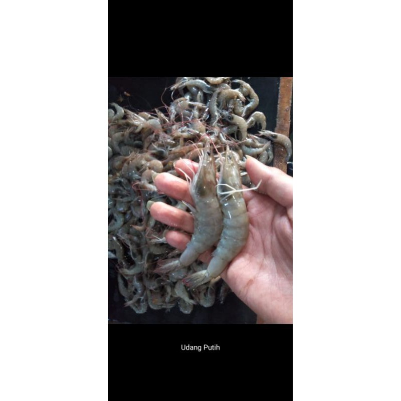 

udang putih