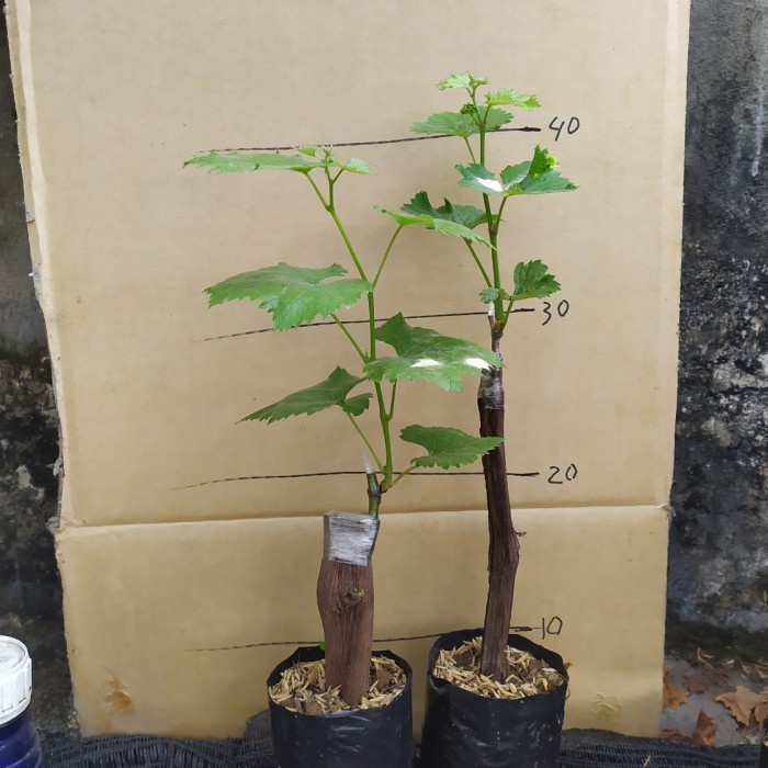 HD BIBIT TANAMAN BUAH ANGGUR JUPITER / ANGGUR IMPORT JUPITER