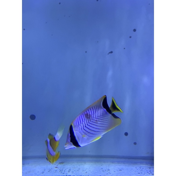 Ikan Hias Air Laut Kepe Panah